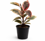 Ficus elastica ‘Tineke’ | Variegated Rubber Plant | 20cm Pot | Large Indoor Statement