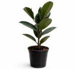Ficus elastica ‘Robusta’ | Rubber Plant | 20cm Pot | Easy Care Indoor Tree