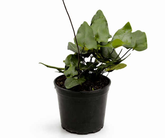 cropped-Heartleaf.png