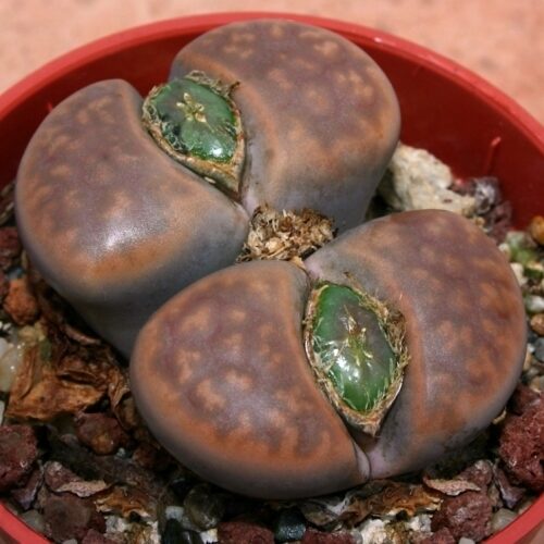 cropped-Lithops-karasmontana-var-lericheana2.jpg
