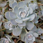 Orostachys iwarenge – Chinese Dunce Cap Succulent | Rare Collector Succulent SA