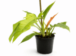 Philodendron ‘Golden Narrow’ | Narrow Leaf Golden Philodendron | 14cm Pot | Indoor Climber