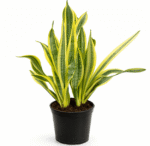Sansevieria ‘Water Leaf’ | Rare Snake Plant | 14cm Pot | Hardy Low Light Plant