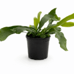 Staghorn Fern (Platycerium netherland) | 14cm Pot | Indoor Feature Fern