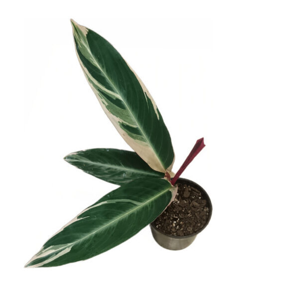 cropped-Stromanthe-Triostar-600x600-1.jpg