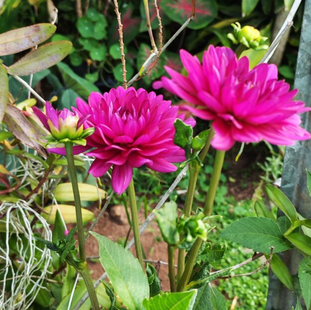 Tilakas garden