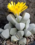 Lapidaria margaretae ‘Karoo Rose’ – Rare Indigenous Stone Succulent for Pots & Collector Gardens | 7.5cm Pot