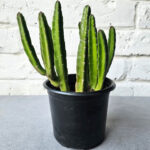 Fairy Castle Cactus (Acanthocereus tetragonus) | Easy Care Indoor Succulent | Decorative Column Cactus