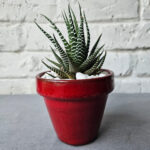 Handcrafted Zebra Plant (Haworthia attenuata) | Red Glazed Pot | Decorative Succulent Gift