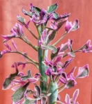 Senecio articulatus ‘Variegatus’ – Pink Butterfly Succulent | Rare Succulent South Africa