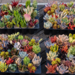 Mixed Succulent Plug Tray | 52 Assorted Succulents | Full Sun, Water-Wise Plants