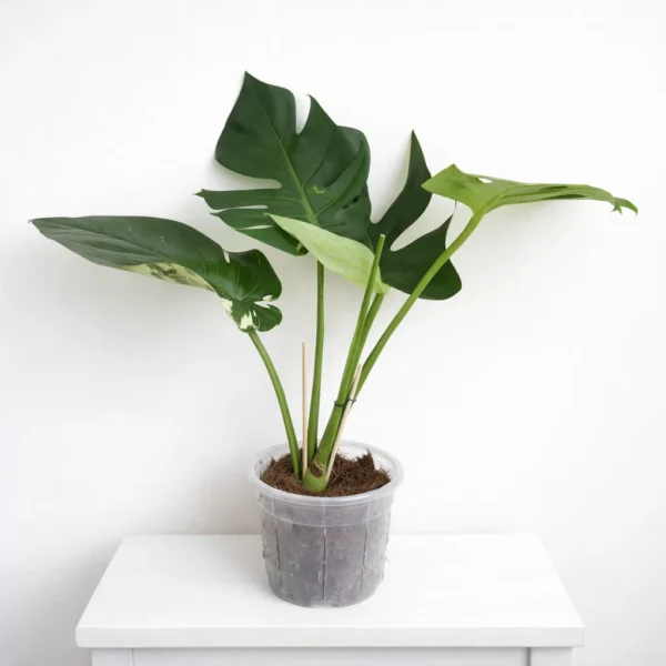 Monstera Mint – Rare Variegated Monstera Deliciosa (Mint Variegation) Plant 1 - Image 2