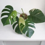 Monstera Mint – Rare Variegated Monstera Deliciosa (Mint Variegation) Plant 1