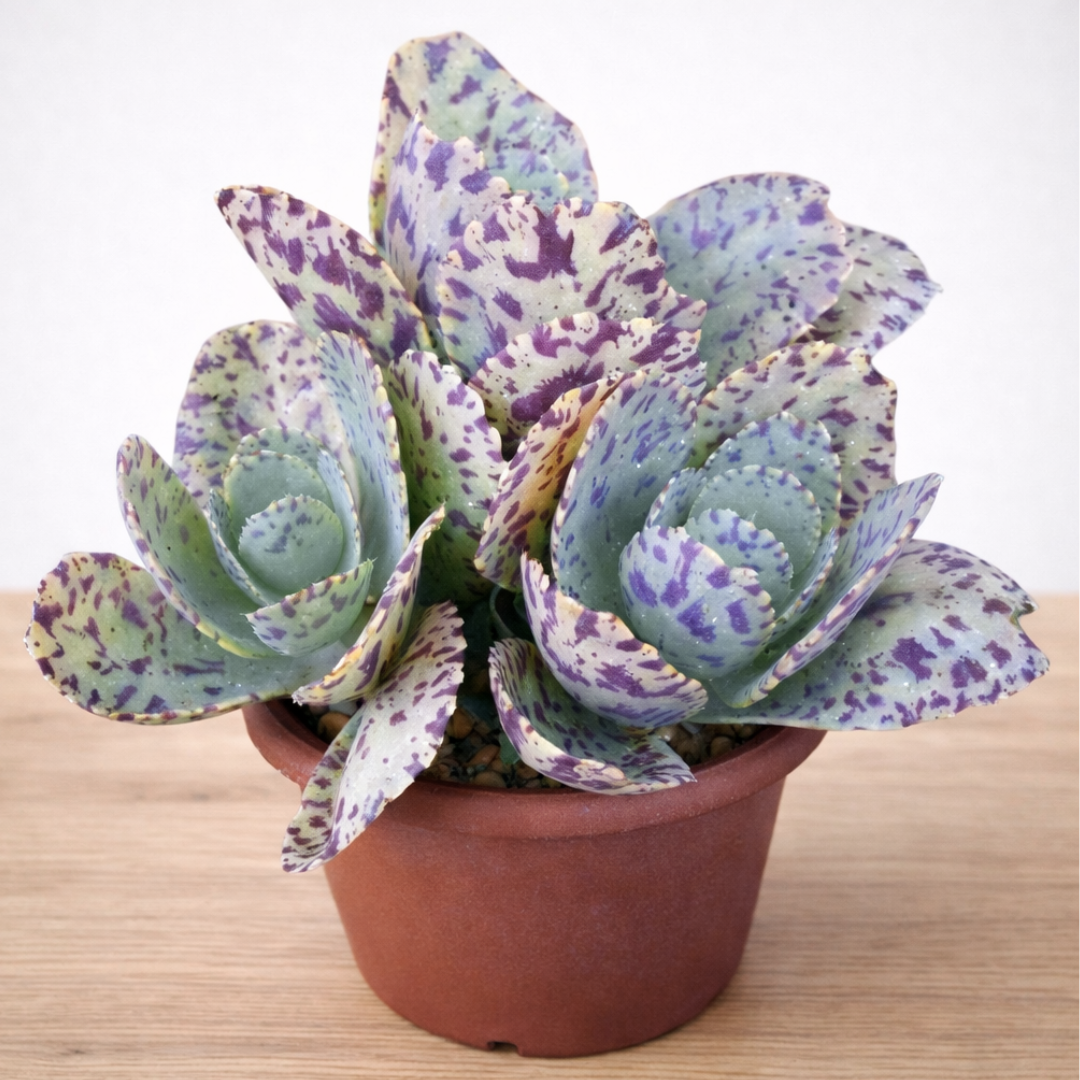 the little cactus