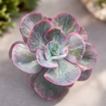 Echeveria ‘Angel Wings Reversa G’ – Rare Blue-Grey Rosette Succulent | 12cm Pot