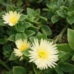 Aptenia cordifolia Yellow Flower (Baby Sun Rose) | Fast-Growing Drought-Tolerant Ground Cover Succulent | 12cm pot