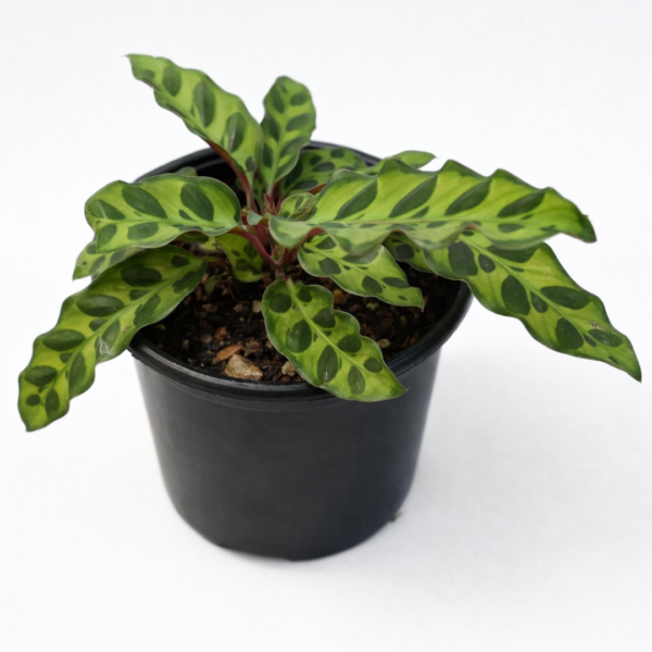 Calathea Insignis ‘Rattlesnake’ – Potted in 12cm Pot - Image 2
