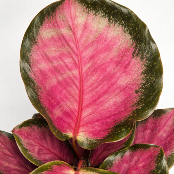 Calathea Rosy – Potted in 12cm Pot - Image 2