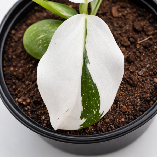 Philodendron White Wizard – Potted in 14cm Pot - Image 2