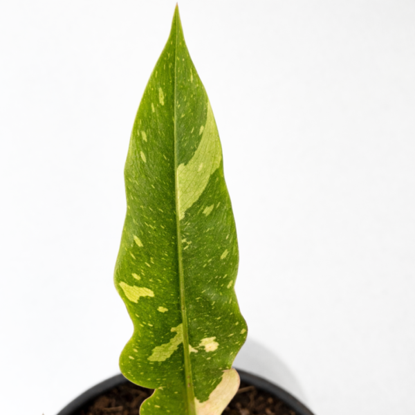 Philodendron Ring of Fire – Potted in 14cm Pot - Image 2