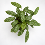 Ctenanthe Compact Star – Potted in 14cm Pot