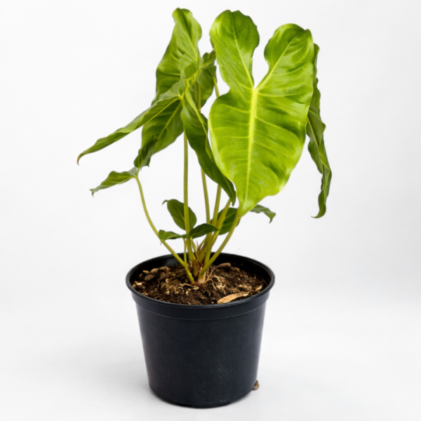 Philodendron Paraiso Verde – Potted in 14cm Pot - Image 2