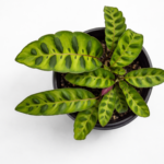 Calathea Insignis ‘Rattlesnake’ – Potted in 12cm Pot