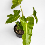 Philodendron Paraiso Verde – Potted in 14cm Pot