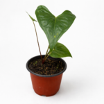 Anthurium Acutum | Rare Tropical Aroid | Ideal for Indoor Decorative Displays