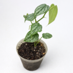 Philodendron Brandtianum