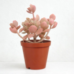 Kalanchoe longiflora – Blue-Grey Succulent with Red Edges | 12cm Pot Outdoor Plant