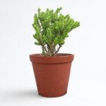 Crassula ericoides – Indigenous Pine Tree Crassula Succulent for Pots, Rock Gardens & Indoor Displays | 12cm Pot