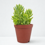 Jelly Bean Succulent (Sedum rubrotinctum) – Red Jelly Bean Sedum Plant for Pots & Succulent Gardens | 12cm Pot