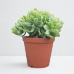 Ripple Jade Plant (Crassula arborescens undulatifolia) – Wavy Jade Succulent for Indoor Pots & Succulent Gardens | 15cm Pot