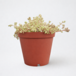 Crassula expansa subsp. fragilis – Fragile Crassula Succulent Groundcover for Pots & Rock Gardens | 12cm Pot