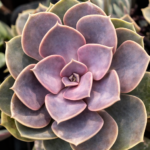 Echeveria ‘Perle von Nürnberg’ | Pink Purple Rosette Succulent | Drought-Tolerant Ornamental Plant | 12cm pot