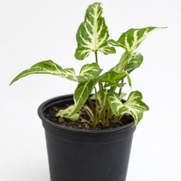 Syngonium Starlite – Potted in 12cm Pot - Image 2