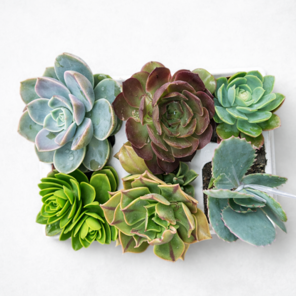 Succulent Collection Tray – Choose Your Succulent Set (6 Assorted Plants per Tray) | Mixed Succulent Starter Collection - Image 7