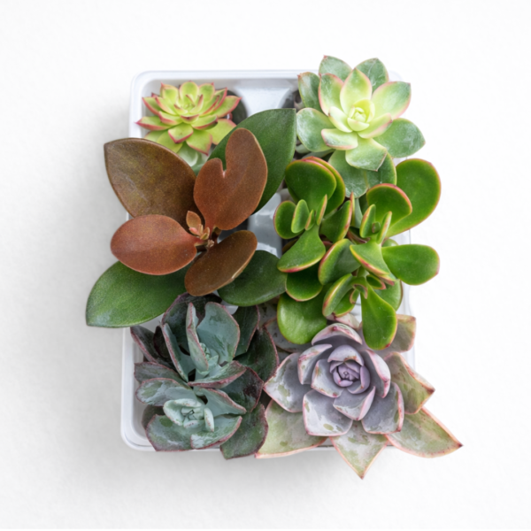 Succulent Collection Tray – Choose Your Succulent Set (6 Assorted Plants per Tray) | Mixed Succulent Starter Collection - Image 4