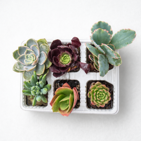 Succulent Collection Tray – Choose Your Succulent Set (6 Assorted Plants per Tray) | Mixed Succulent Starter Collection - Image 2