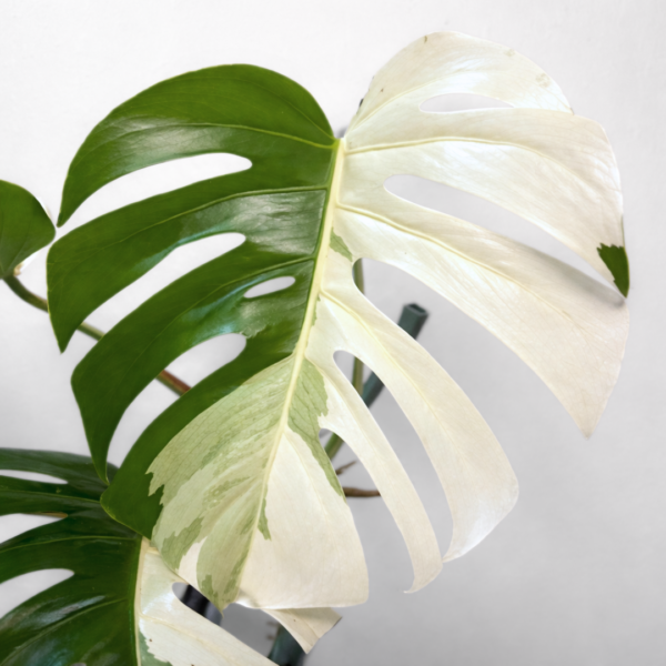 Monstera deliciosa ‘Albo Variegata Half Moon’ – Rare Collector Monstera - Image 2