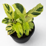Calathea Yellow Fusion – Potted in 12cm Pot