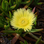 Carpobrotus edulis Yellow (Sour Fig / Hottentot Fig) | Hardy Coastal Ground Cover Succulent for Erosion Control | 12cm pot