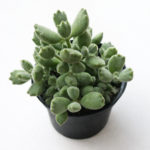 Bear’s Paw (Cotyledon tomentosa) 12cm Pot – Rare Succulent Indoor Plant with Fuzzy Leaves | Collectors Favourite