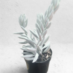 Senecio haworthii (Cocoon Plant) 12cm Pot – Rare White Fuzzy Succulent Indoor Plant | Silver Velvet Leaves | Collector Favourite