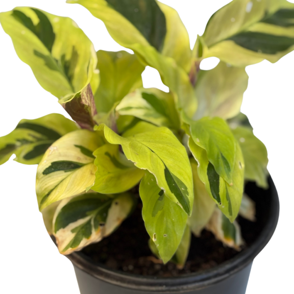 Calathea Yellow Fusion – Potted in 12cm Pot - Image 2