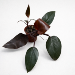 Philodendron ‘Burgundy Princess’ – Rare Red Philodendron Indoor Plant | Deep Burgundy Leaves | Collector Tropical Houseplant