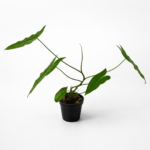 Philodendron Paraiso Verde (Low Variegation) – Rare Variegated Philodendron Indoor Plant | Green Camouflage Leaves | Collector Tropical Houseplant | 12cm pot