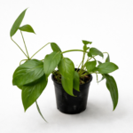 Epipremnum Cebu Blue – Rare Silver-Blue Pothos Indoor Plant | Climbing & Trailing Tropical Houseplant | Collector Favourite