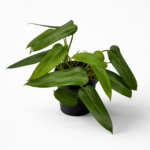 Philodendron Domesticum (Reverted) – Fast-Growing Indoor Plant